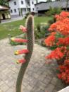 Cleistocactus smaragdiflorus